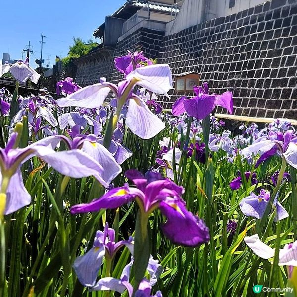 高瀬裏川 菖蒲花祭 『しょうぶまつり』💐💐
