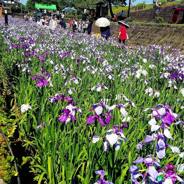高瀬裏川 菖蒲花祭 『しょうぶまつり』💐💐
