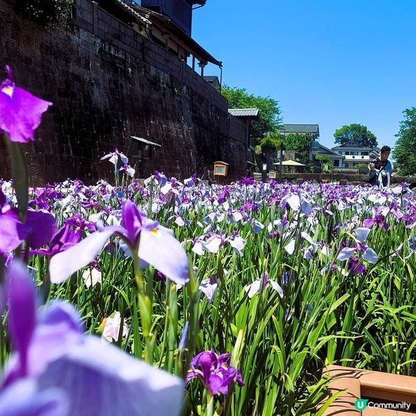 高瀬裏川 菖蒲花祭 『しょうぶまつり』💐💐
