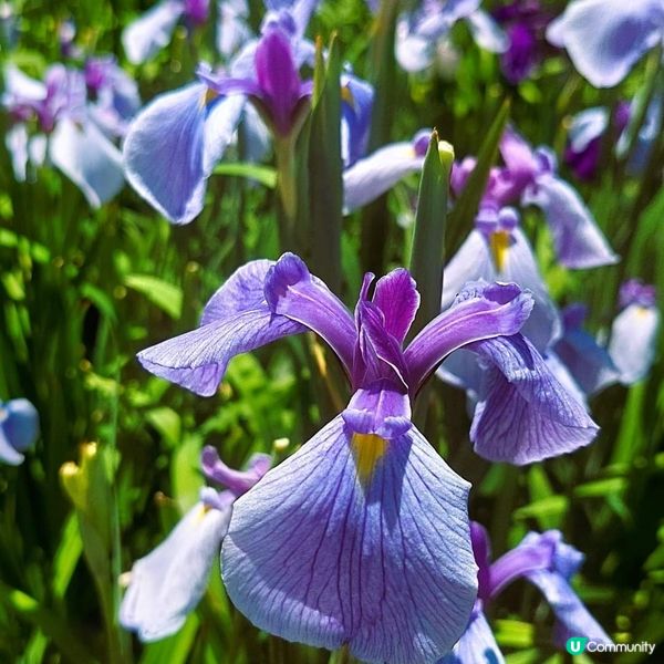 高瀬裏川 菖蒲花祭 『しょうぶまつり』💐💐
