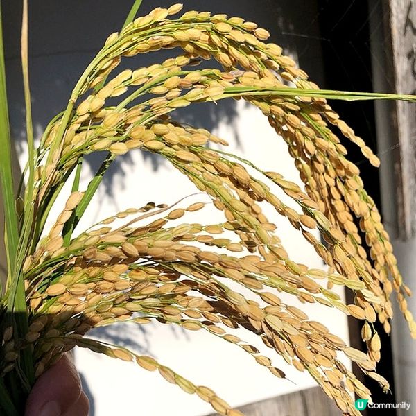 << 清酒工作坊 DIY >>選用 五百万石 ＆山田錦😍