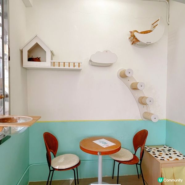 超高質貓咪cafe