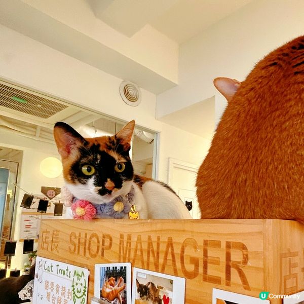 超高質貓咪cafe