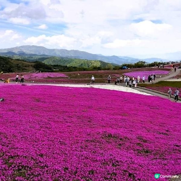 茶臼山高原 芝櫻祭 曲終人散🌸🌸