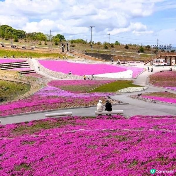 茶臼山高原 芝櫻祭 曲終人散🌸🌸
