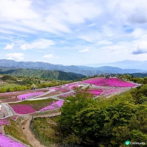 茶臼山高原 芝櫻祭 曲終人散🌸🌸