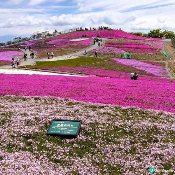 茶臼山高原 芝櫻祭 曲終人散🌸🌸