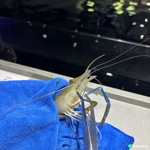室內釣蝦場🦐即釣即食