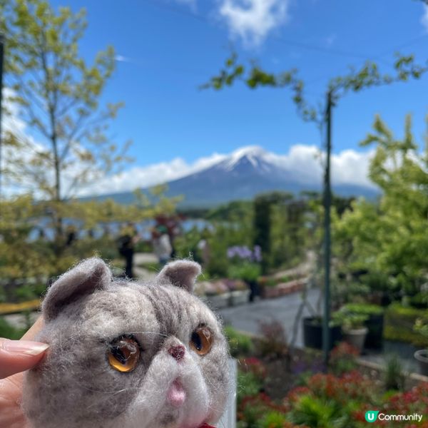 🇯🇵🗻富士山河口湖 大石公園