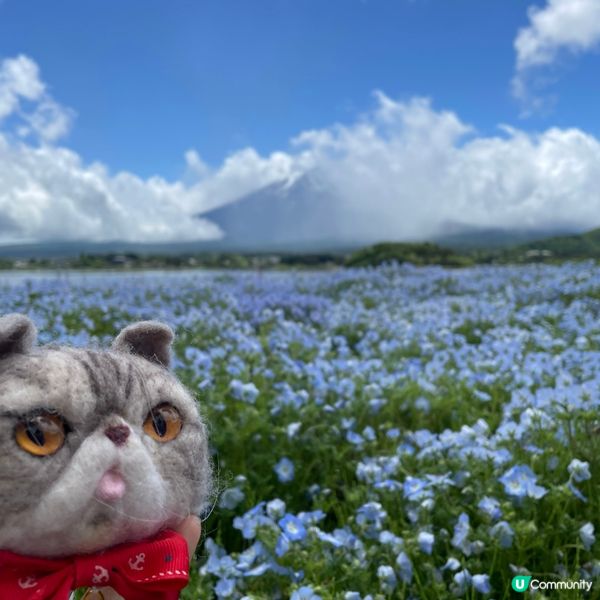 🇯🇵🗻富士山河口湖 大石公園