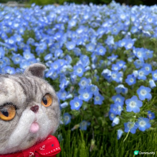 🇯🇵🗻富士山河口湖 大石公園