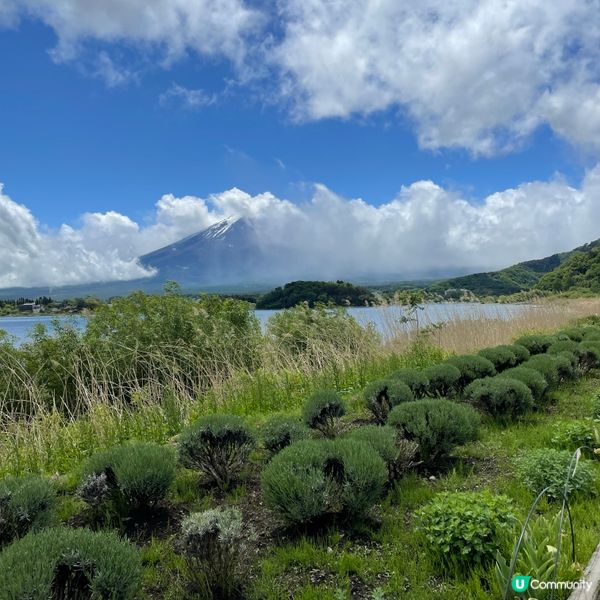 🇯🇵🗻富士山河口湖 大石公園