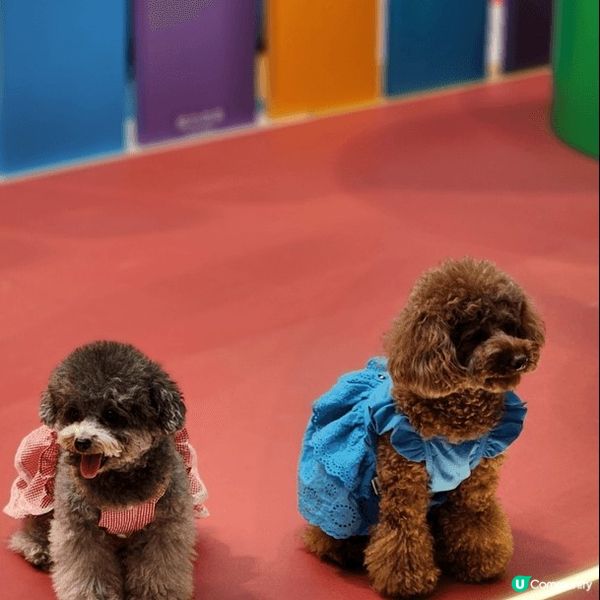 寵物友善好去處2024 