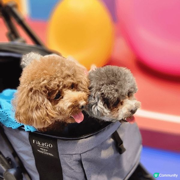 寵物友善好去處2024 