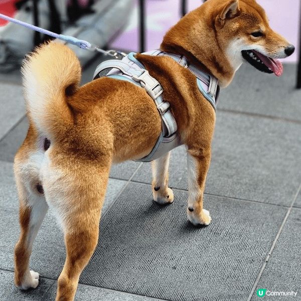 寵物友善好去處2024 