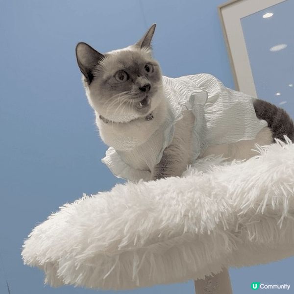 寵物友善好去處2024 