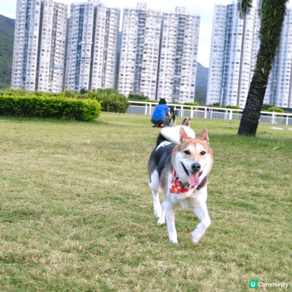 寵物友善好去處2024 