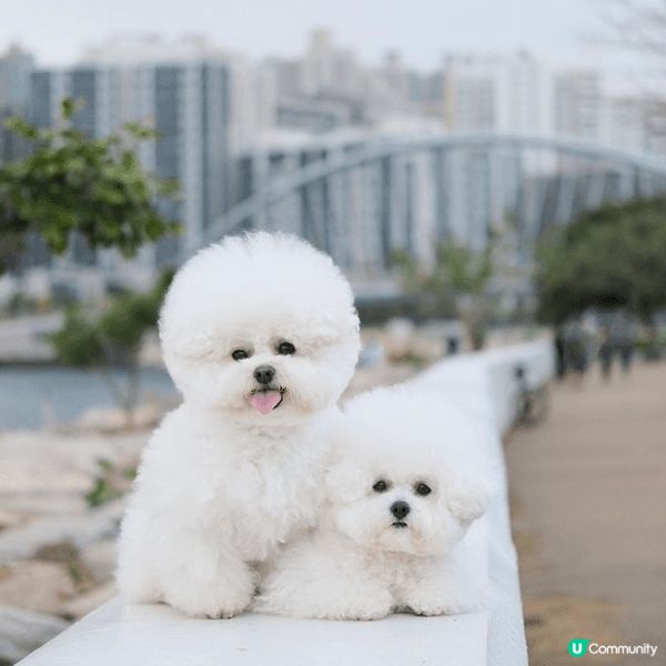 寵物友善好去處2024 