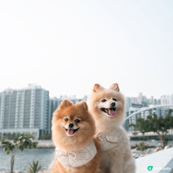 寵物友善好去處2024 