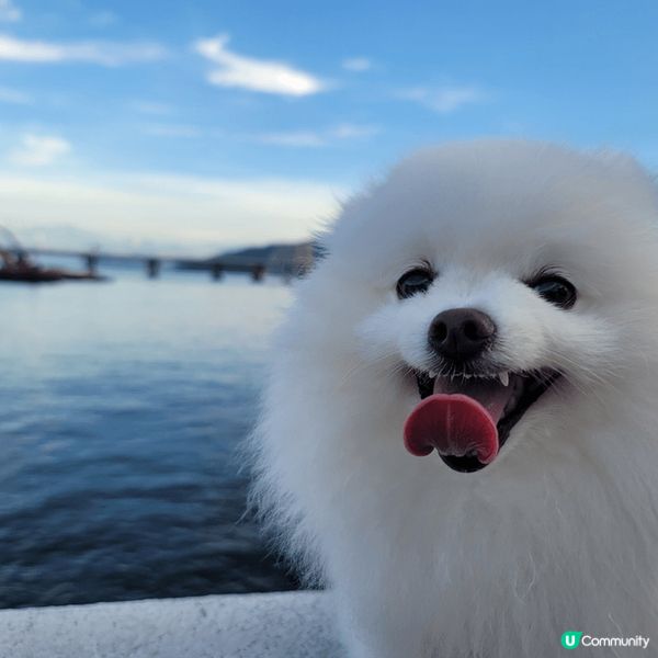 寵物友善好去處2024 