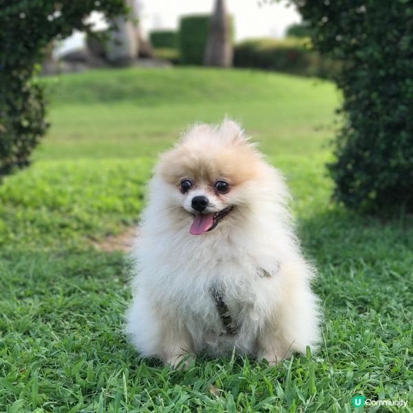 「狗狗的迪士尼樂園」️🐶