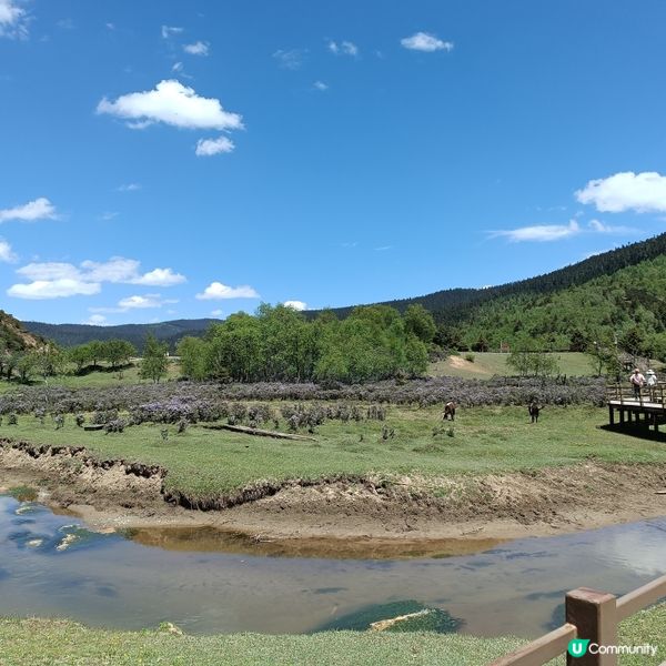 低成本遊雲南-Day3 (普達措國家公園-尋求幸福意義)