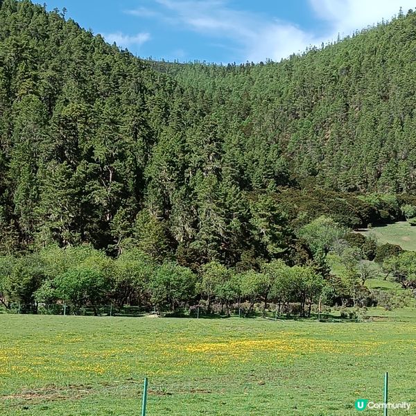 低成本遊雲南-Day3 (普達措國家公園-尋求幸福意義)