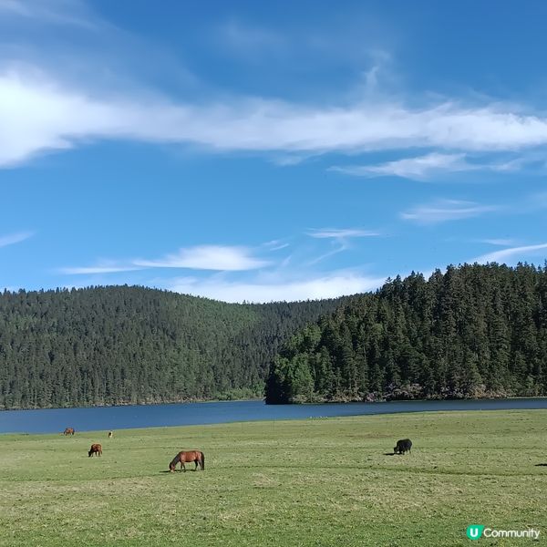 低成本遊雲南-Day3 (普達措國家公園-尋求幸福意義)