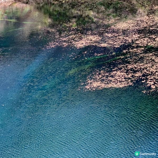 探訪日本青森嘅十二湖 | 隱藏喺自然中嘅寶石 💎