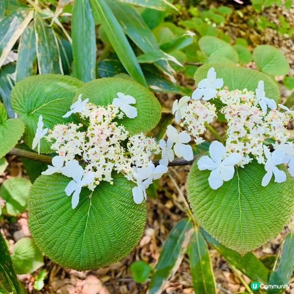 探訪日本青森嘅十二湖 | 隱藏喺自然中嘅寶石 💎