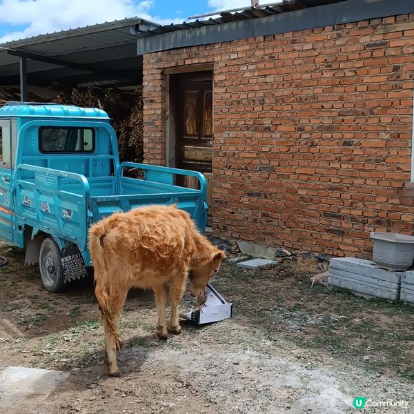 低成本遊雲南-Day4(拜訪藏族傳統民居)