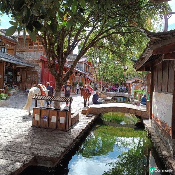 低成本遊雲南-Day5(束河古鎮)