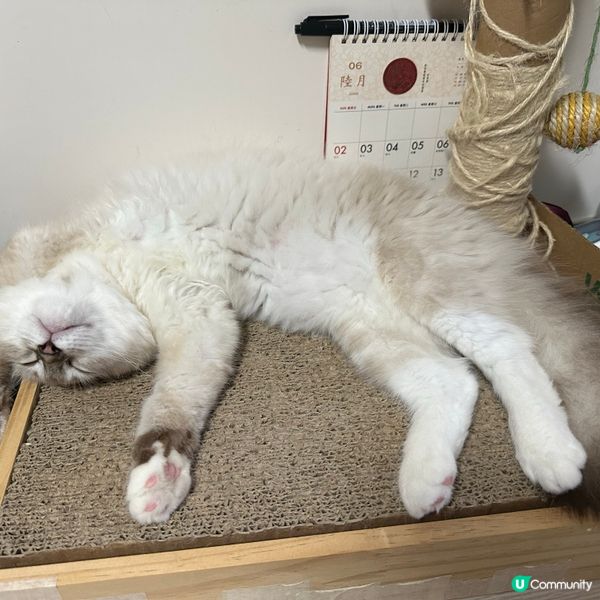 點解bb貓先會訓成咁？勁Q