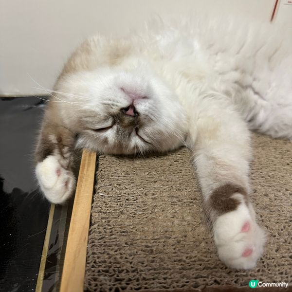 點解bb貓先會訓成咁？勁Q