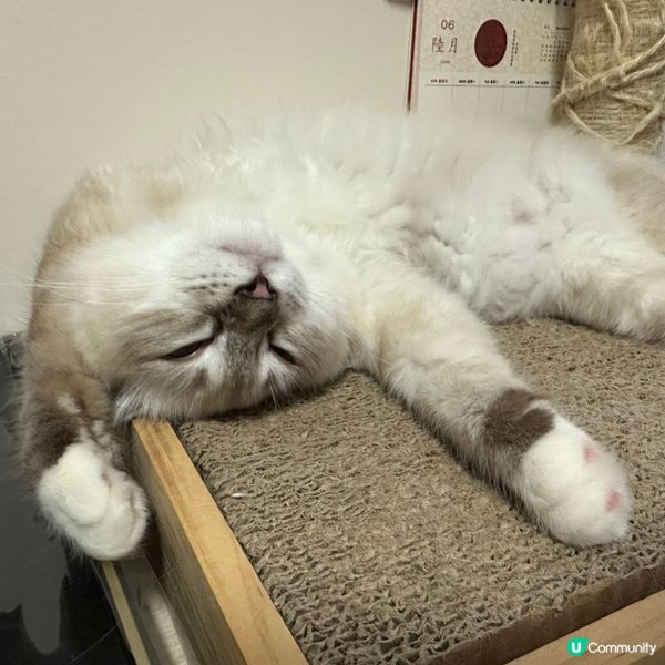 點解bb貓先會訓成咁？勁Q