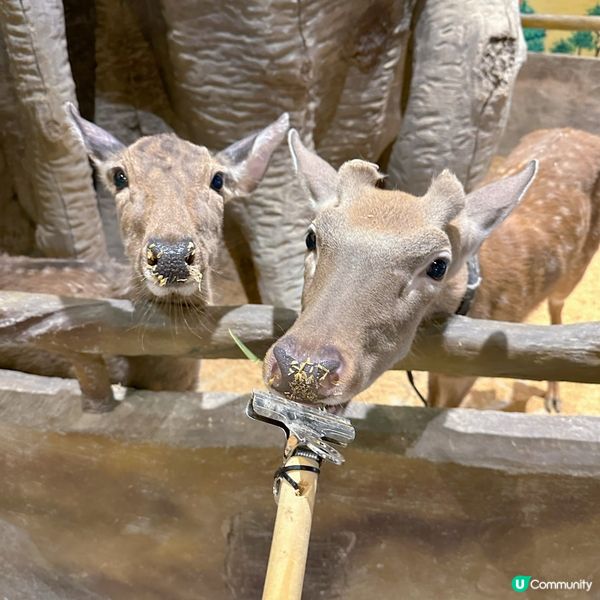  窩窩萌寵樂園（大仟里購物中心店）初體驗
