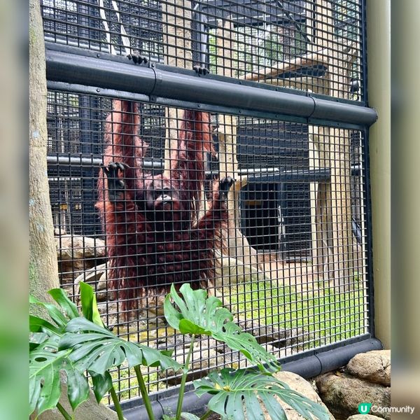 參觀～香港動植物公園