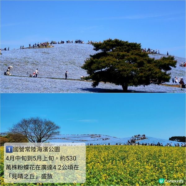 💙Hello Kitty 帶你遊日本粉碟花💙
