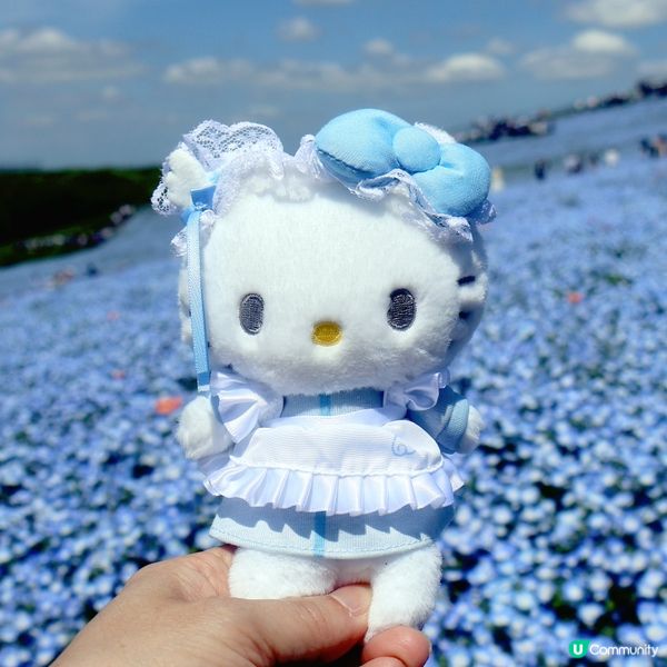 💙Hello Kitty 帶你遊日本粉碟花💙
