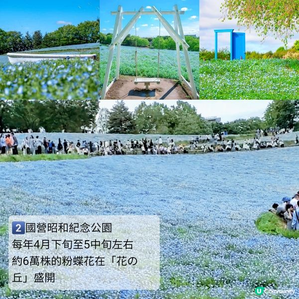 💙Hello Kitty 帶你遊日本粉碟花💙
