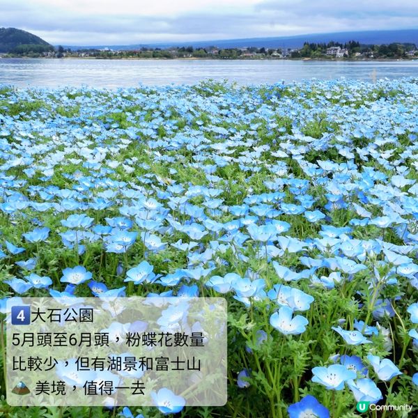 💙Hello Kitty 帶你遊日本粉碟花💙
