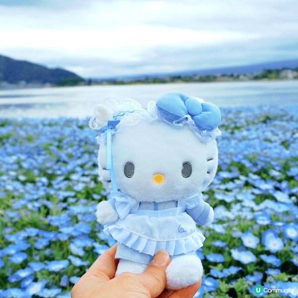 💙Hello Kitty 帶你遊日本粉碟花💙
