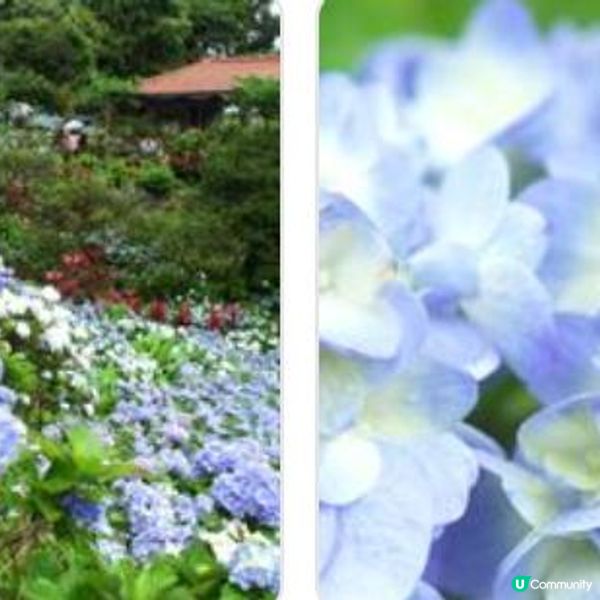 👘沖繩吉祥物「小真」見面會👘