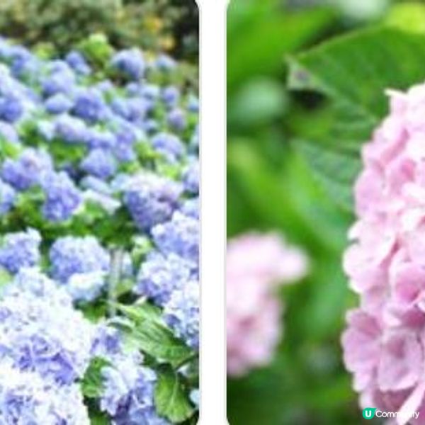 👘沖繩吉祥物「小真」見面會👘