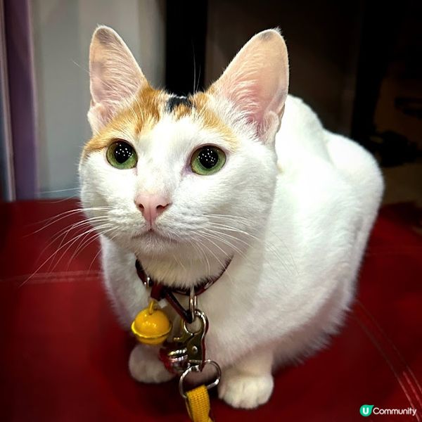 住家滋味生日飯@Straits Kitchen