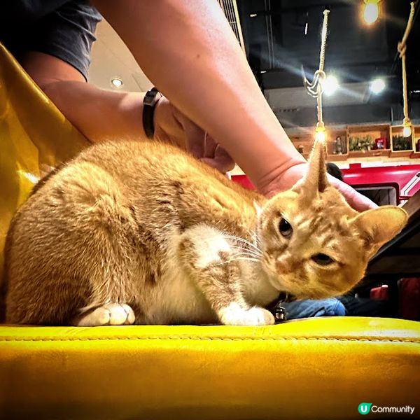 住家滋味生日飯@Straits Kitchen