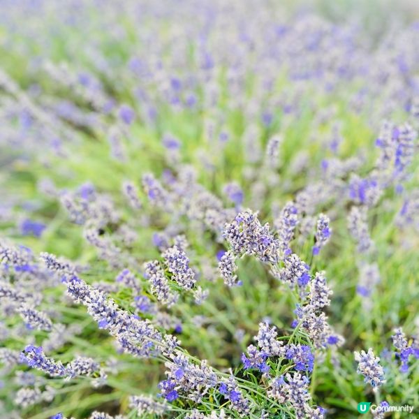 🇬🇧倫敦近郊｜暑假打卡必去的薰衣草樂園