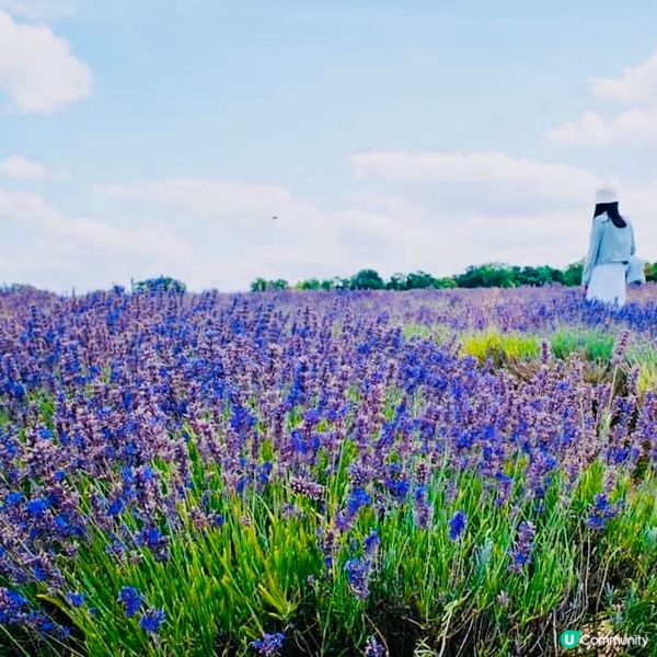 🇬🇧倫敦近郊｜暑假打卡必去的薰衣草樂園