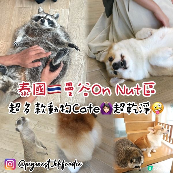 曼谷動物Cafe體驗🇹🇭390蚊玩足一粒鐘🙆🏻‍♀️近距離接觸動物🤪