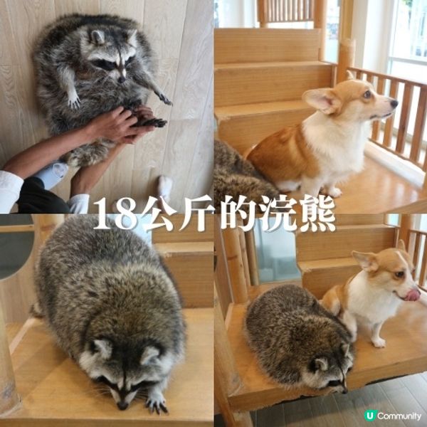 曼谷動物Cafe體驗🇹🇭390蚊玩足一粒鐘🙆🏻‍♀️近距離接觸動物🤪